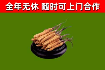 武江区回收冬虫夏草